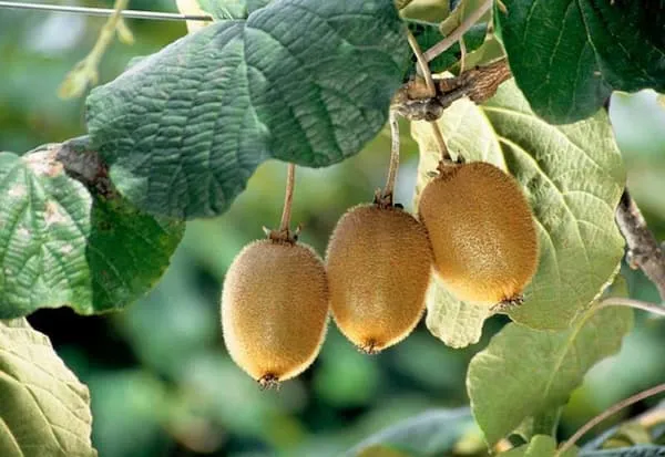 مغذی ، شیرین و ماندگار، کیوی هایوارد اصل | قیمت عالی