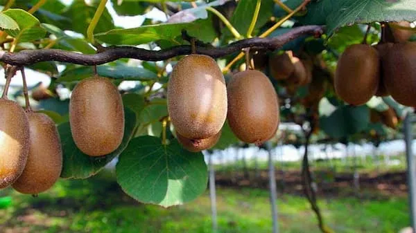 مغذی ، شیرین و ماندگار، کیوی هایوارد اصل | قیمت عالی