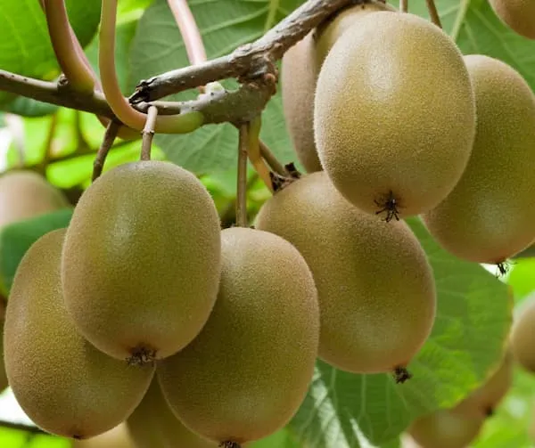 قیمت کیوی هایوارد باکیفیت + خرید و فروش انکر عمده